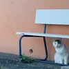 かつおぶし