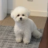 よしだ