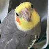 エリザ