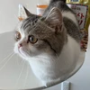 おちゃこまる