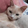 映画観る猫