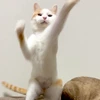 eiganyanko