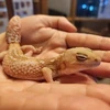 リンダマン