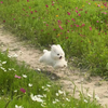 ななこ