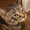 さはら