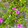 87flower
