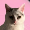 なんでも見る猫