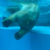 通りすがりの羊