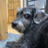 てつてつ
