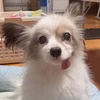たらこ