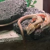 はえ