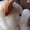 りう