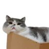 ぱねち