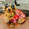 たにやん