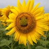れいこん