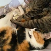 ぬこぬこ