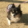 Mirei