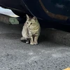 炒子