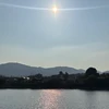 クラゲ