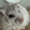わっさ