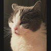さかもと