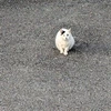 まちこ