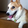 小野博子