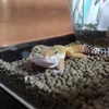 こなもん