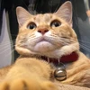昼猫