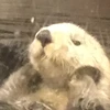 ともる