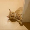ぽてと