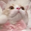 わたあめ