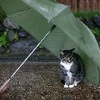 風来坊