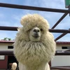ici