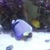れこ