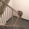 めめもり