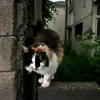 む