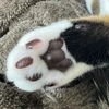 にくきゅうぷにぷに