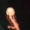 じんたん