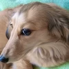 クド