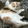 ブサ猫太郎