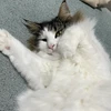 なな