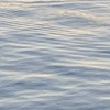 魚
