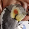 さるやん