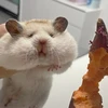 たぷみ