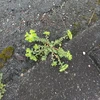 野草