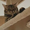 れもねーど