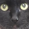 ゆらん