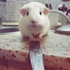 にゃんにゃんにゃんこ