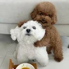 うか
